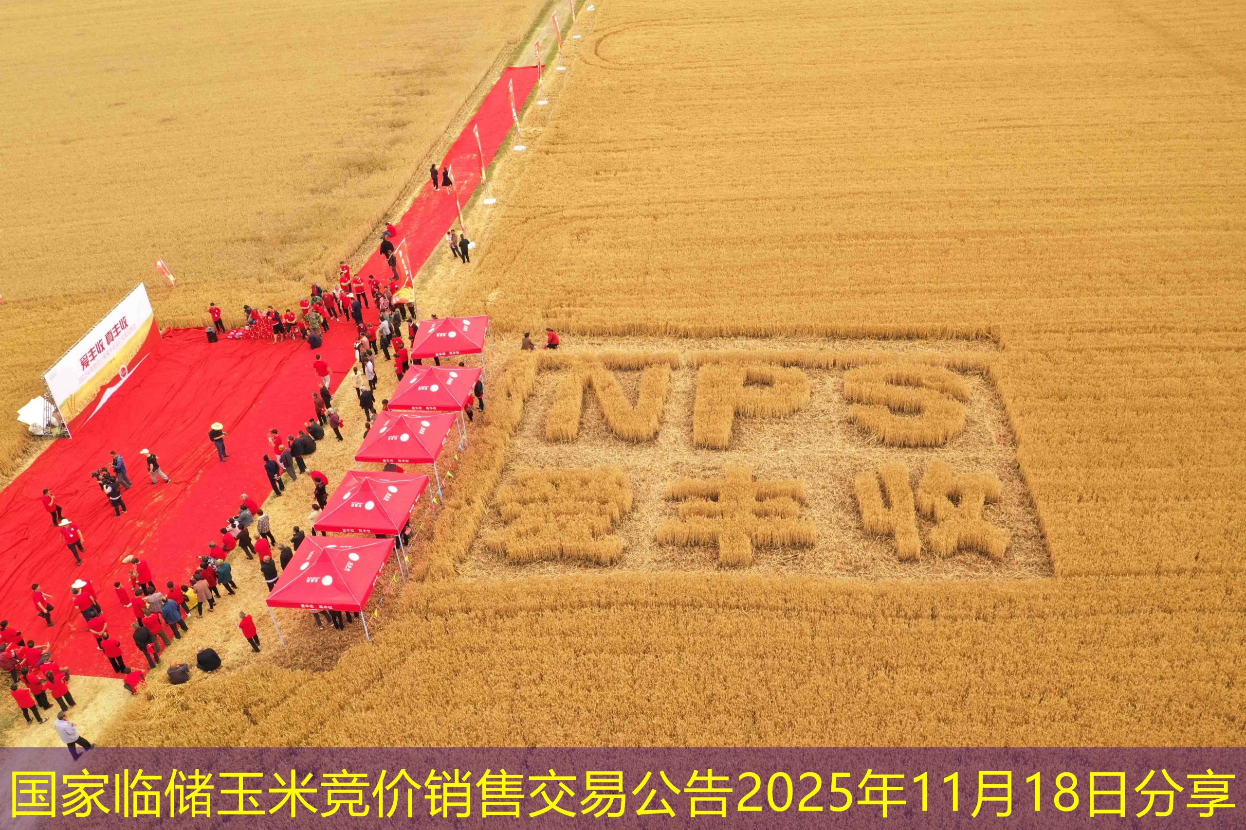 国家临储玉米竞价销售交易公告2025年11月18日分享