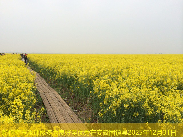 新作物玉米评级多为良好至优秀在安徽固镇县2025年12月31日
