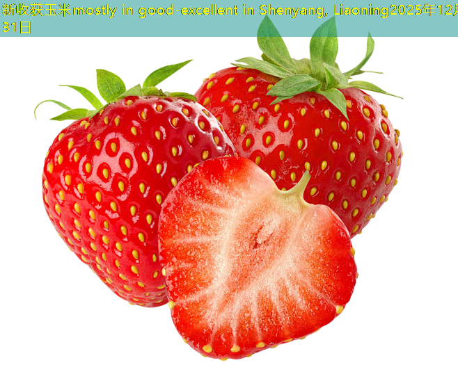 新收获玉米mostly in good-excellent in Shenyang, Liaoning2025年12月31日