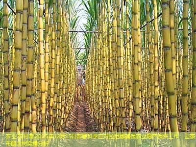 农业农村部2025年12月15日部署科学应对拉尼娜确保农业稳产保供工作