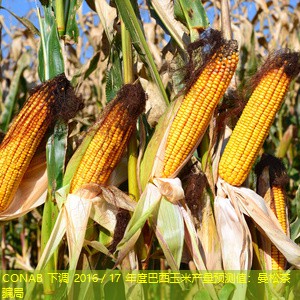 CONAB 下调 2016／17 年度巴西玉米产量预测值