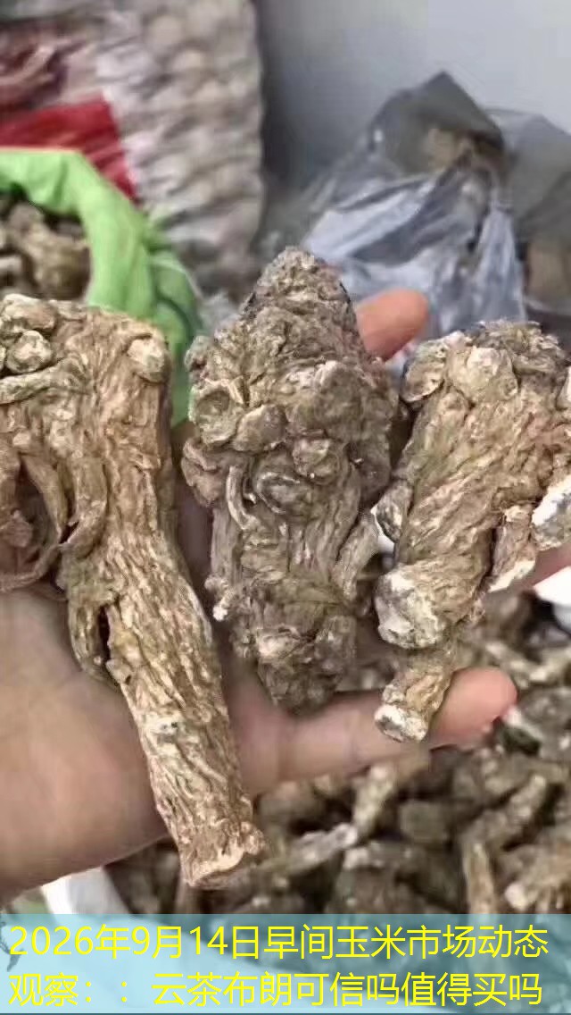 2026年9月14日早间玉米市场动态观察：