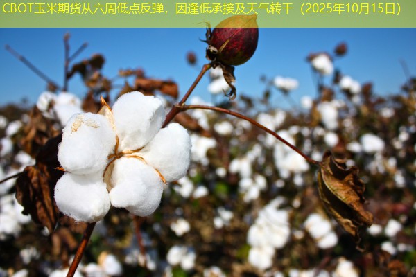 CBOT玉米期货从六周低点反弹，因逢低承接及天气转干（2025年10月15日）