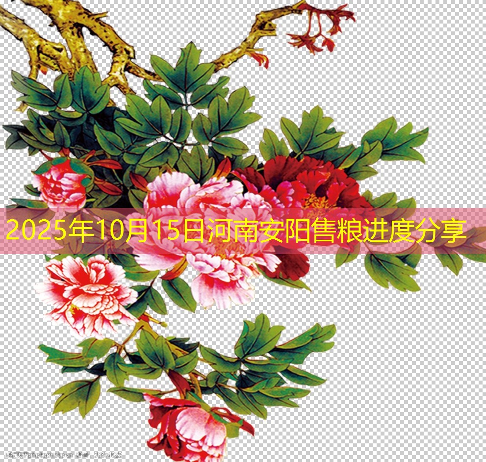 2025年10月15日河南安阳售粮进度分享