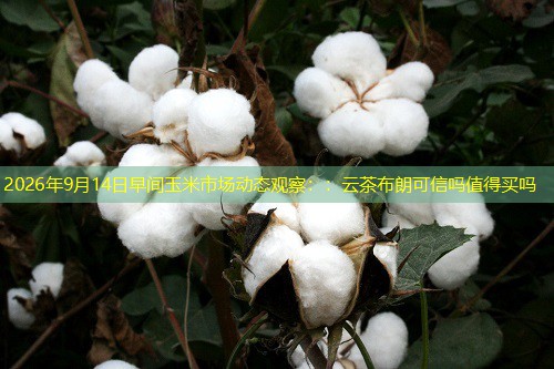 2026年9月14日早间玉米市场动态观察：