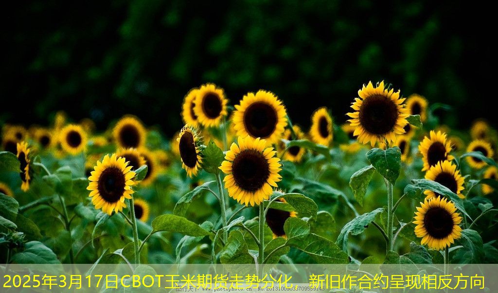 2025年3月17日CBOT玉米期货走势分化，新旧作合约呈现相反方向