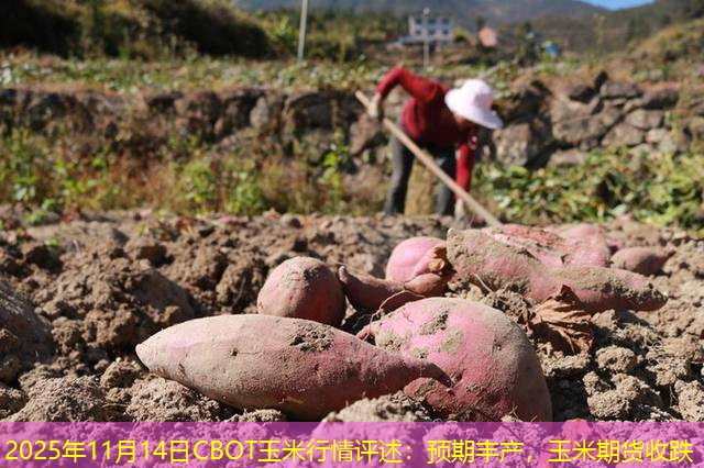 2025年11月14日CBOT玉米行情评述：预期丰产，玉米期货收跌