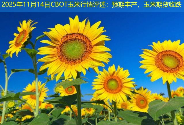 2025年11月14日CBOT玉米行情评述：预期丰产，玉米期货收跌