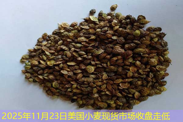 2025年11月23日美国小麦现货市场收盘走低